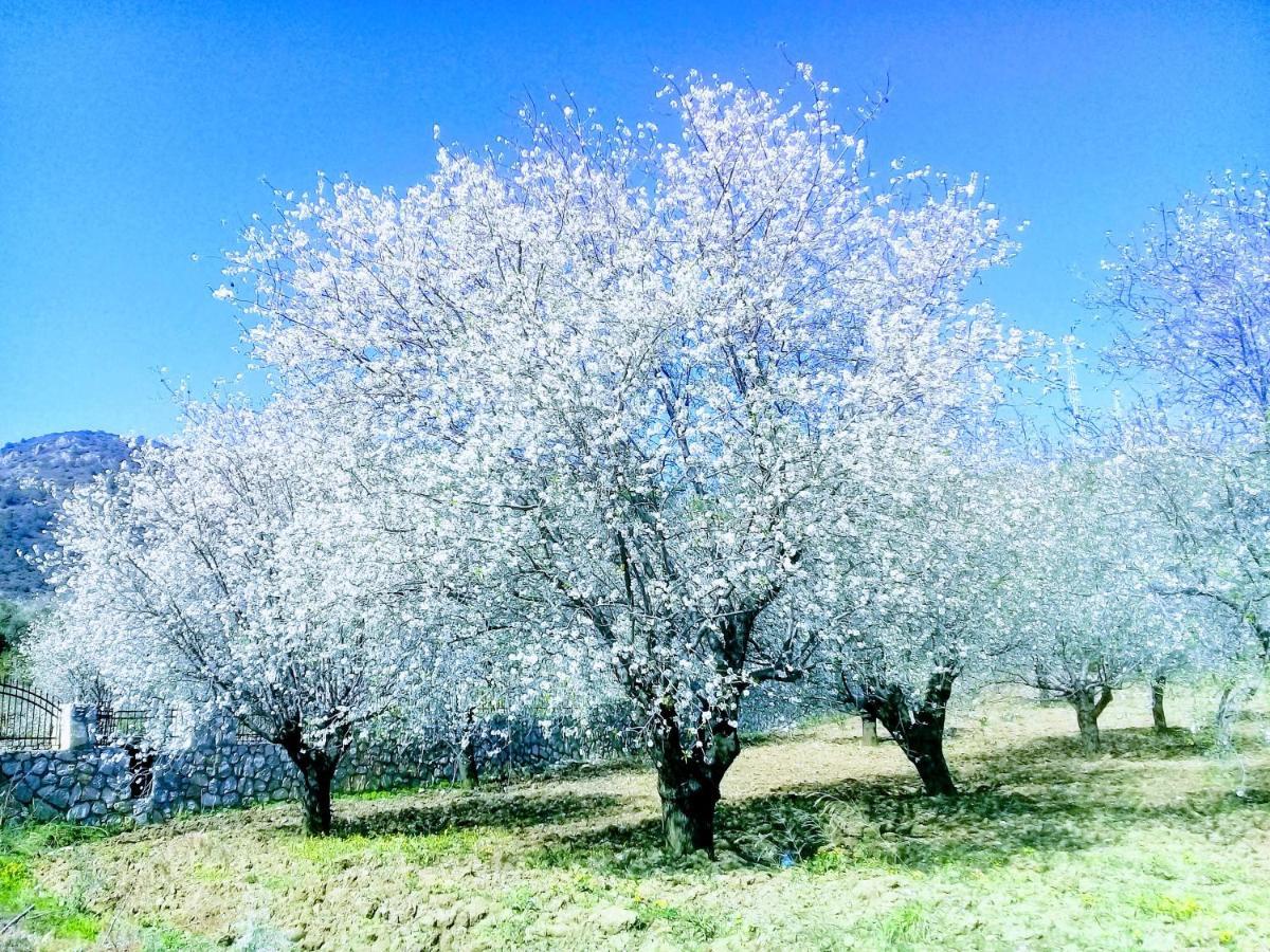 Mavi Kelebek داتْشا المظهر الخارجي الصورة