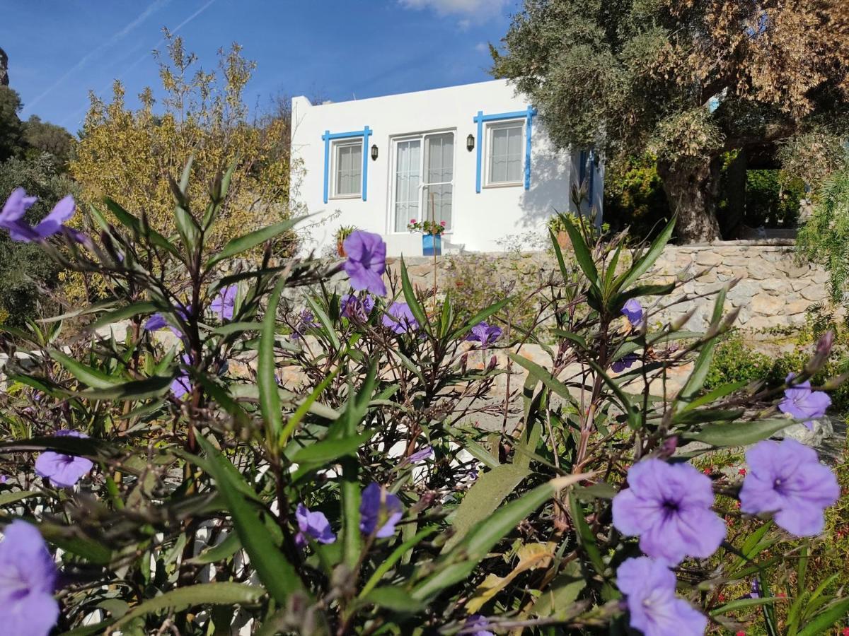 Mavi Kelebek داتْشا المظهر الخارجي الصورة