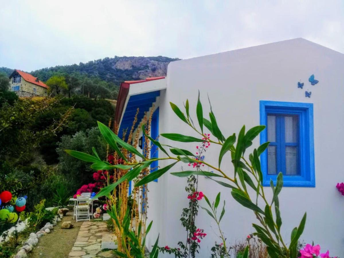 Mavi Kelebek داتْشا المظهر الخارجي الصورة