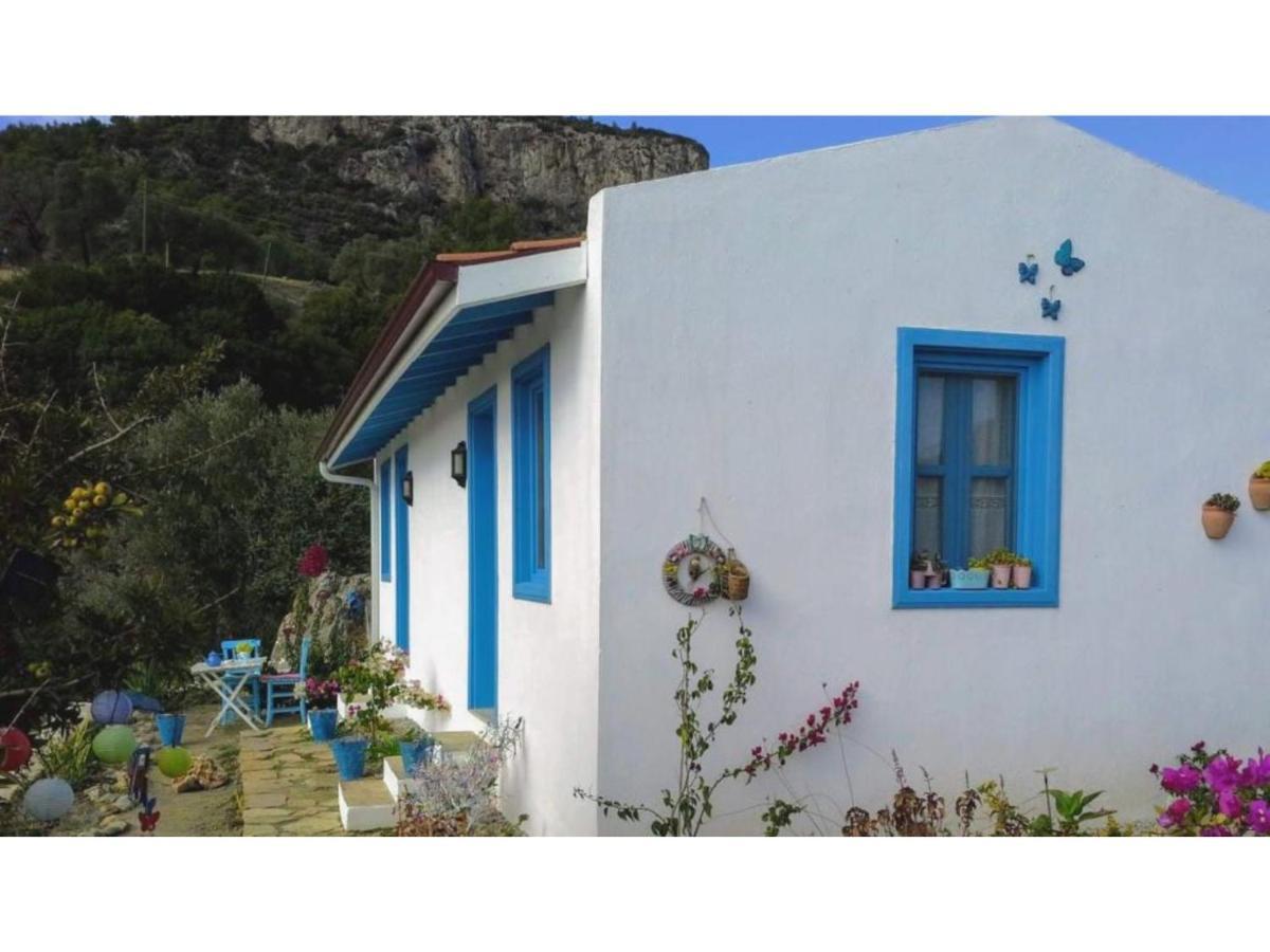 Mavi Kelebek داتْشا المظهر الخارجي الصورة